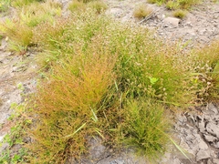 Juncus bufonius