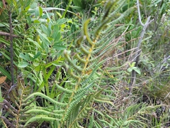 Thelypteris palustris