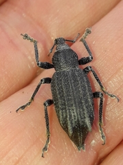 Inophloeus inuus