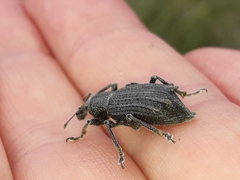 Inophloeus inuus