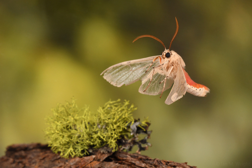 iNaturalist observation photo of Edwards' Glassy-wing