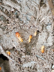 Macrotermes gilvus