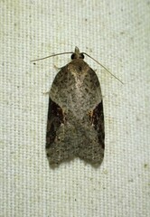 Acleris macdunnoughi