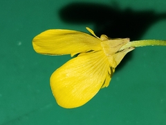 Ranunculus sardous