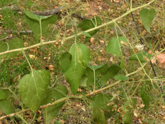 Brickellia floribunda