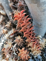 Asphodeloideae