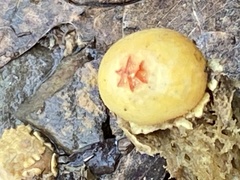 Calostoma lutescens