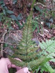 Dryopteris formosana