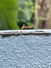 Oecophylla smaragdina