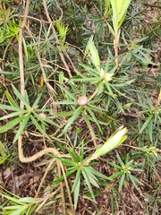 Cyathodes glauca