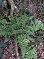 Dryopteris formosana
