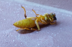 Polistes wattii
