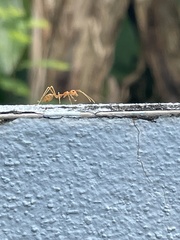 Oecophylla smaragdina