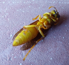 Polistes wattii