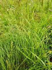Carex divulsa
