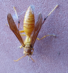 Polistes wattii