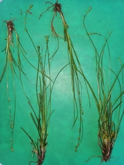Carex divulsa