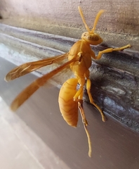 Polistes wattii