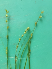 Carex divulsa