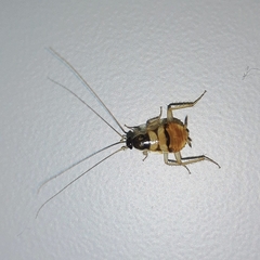 Supella longipalpa