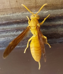 Polistes wattii