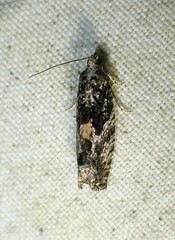 Epinotia nisella