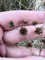 Juncus scirpoides