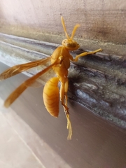 Polistes wattii