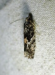 Epinotia nisella