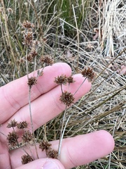 Juncus scirpoides