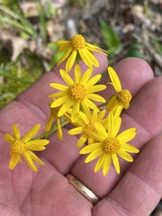 Packera obovata