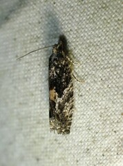Epinotia nisella