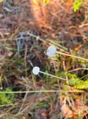 Eriocaulaceae
