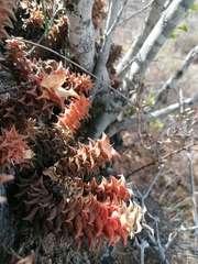 Asphodeloideae