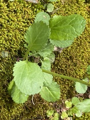 Packera obovata