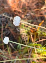 Eriocaulaceae