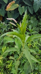 Persicaria senegalensis