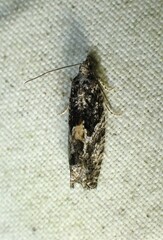 Epinotia nisella