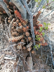 Asphodeloideae