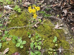 Packera obovata