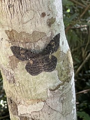 Amblychia praeumbrata