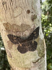 Amblychia praeumbrata