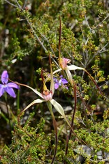 Caladenia fulva
