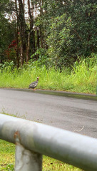 Numida meleagris domesticus