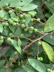 Bridelia tomentosa