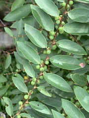 Bridelia tomentosa