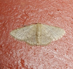 Idaea ptyonopoda