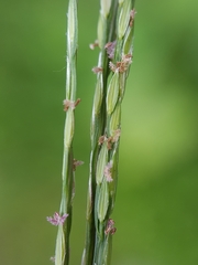 Digitaria radicosa
