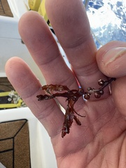 Sargassum fluitans