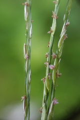 Digitaria radicosa